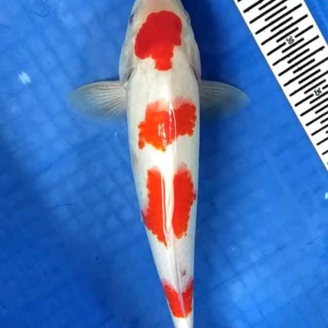 Male 37 cm