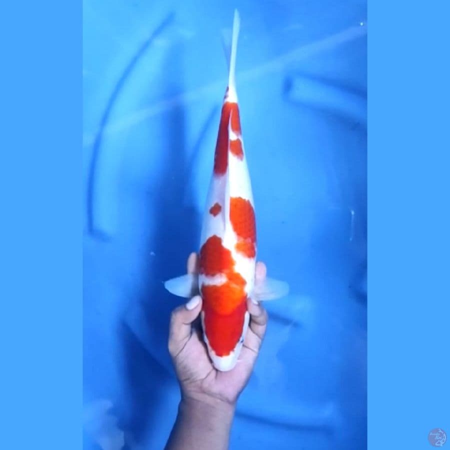37CM # AIGOROMO ORIGINAL - F