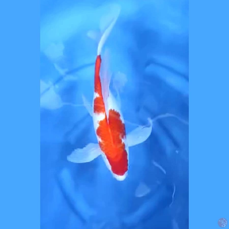 41CM # JUMBO KUMPAY KOHAKU - F