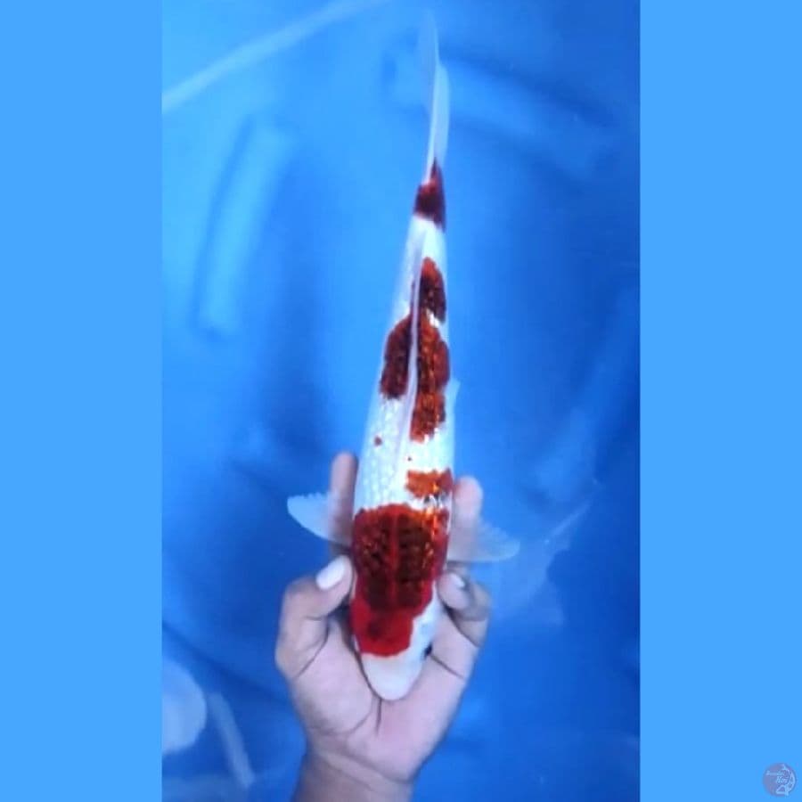 32CM # GOROMO GINRIN - F