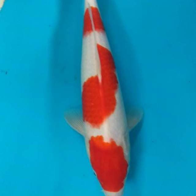 34 cm