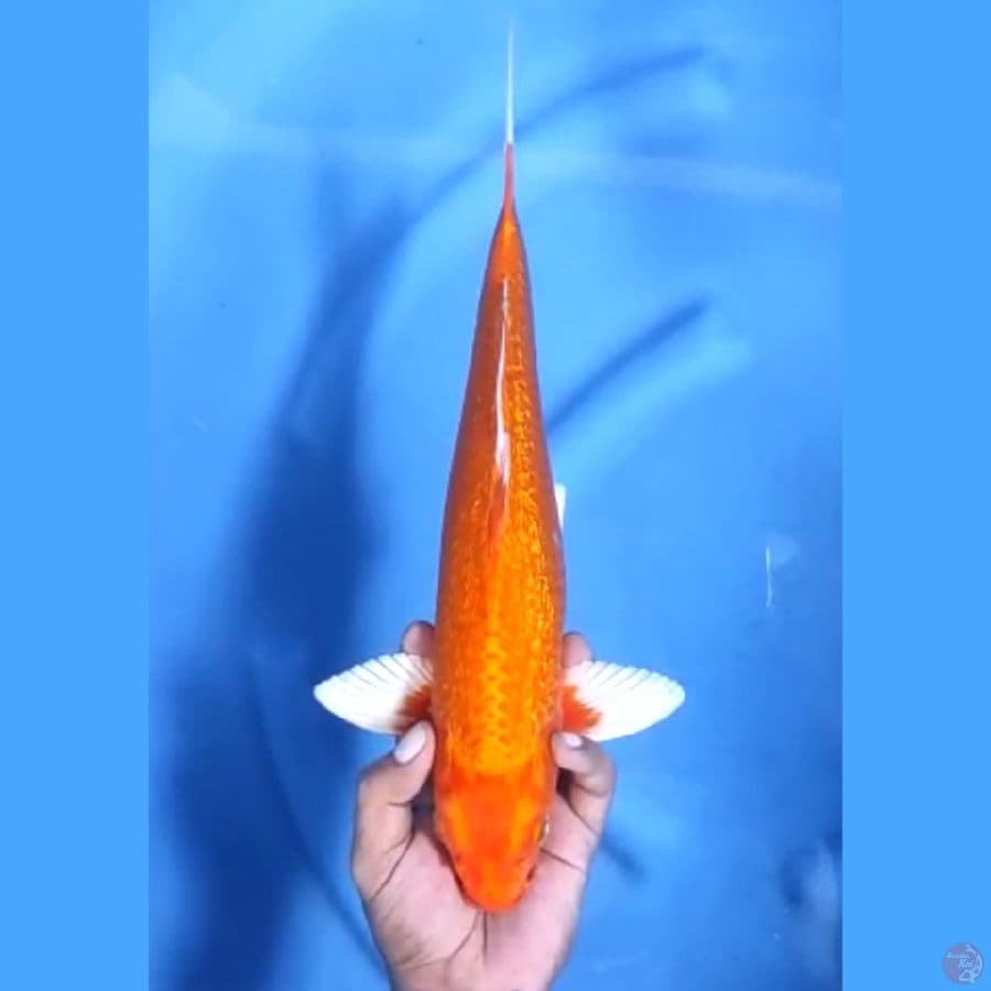 38CM # HIKARIMONO - M