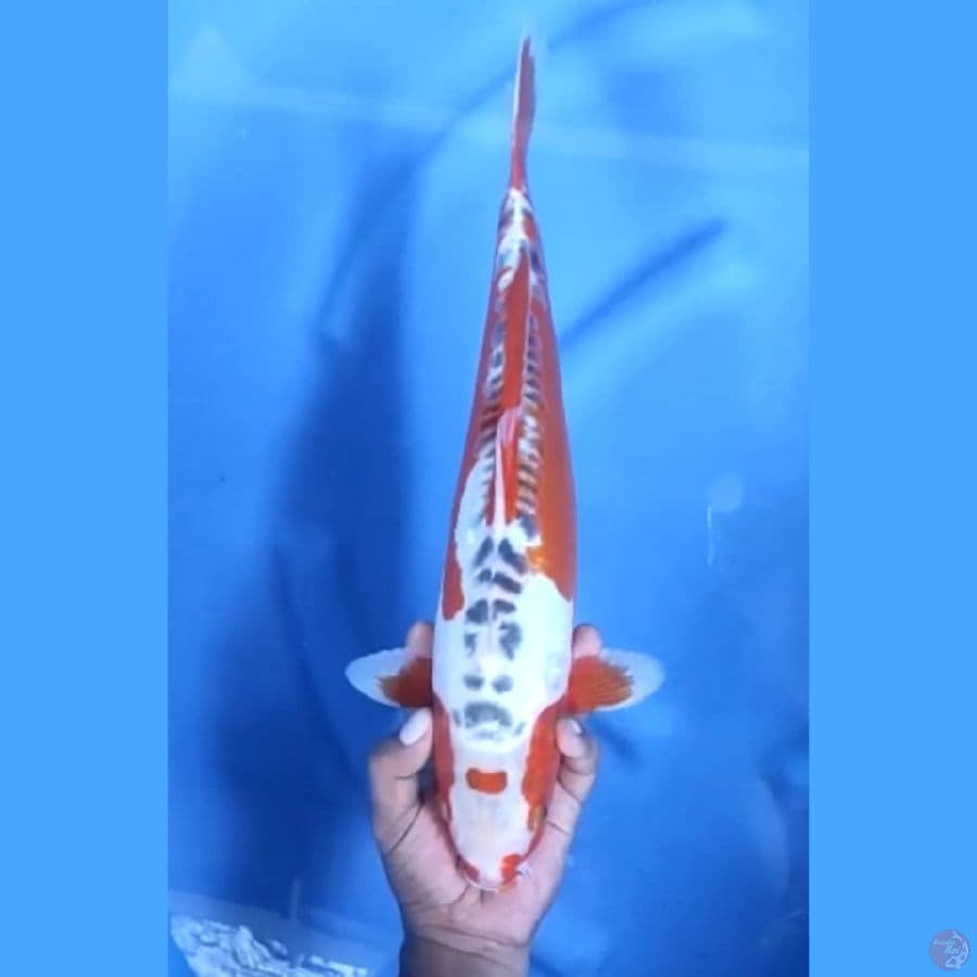 40CM # HANA SHUSUI - M