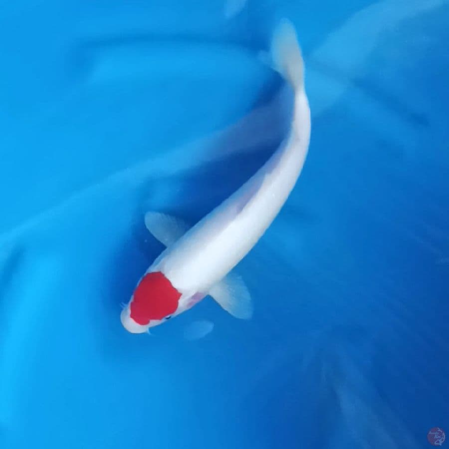 31CM # TANCHO KOHAKU ORI - F