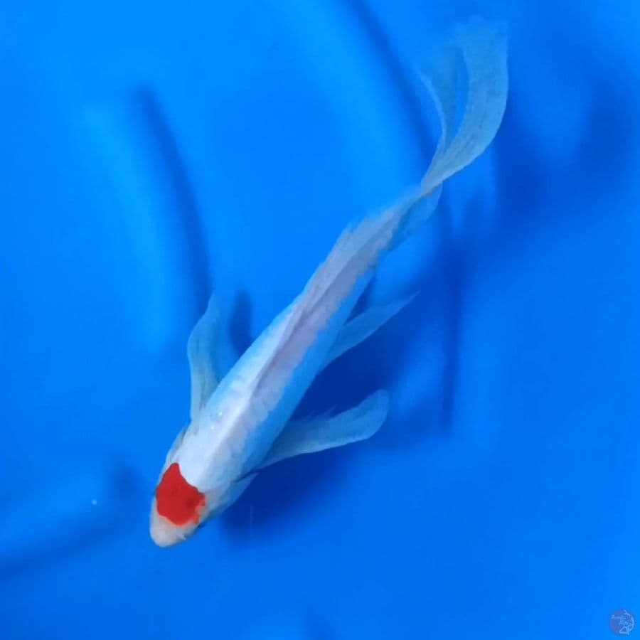 33CM # TANCHO DOITSU ARAGOKE - M