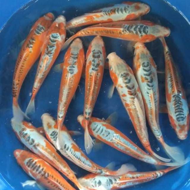 Paket 14 ekor 25-31cm
