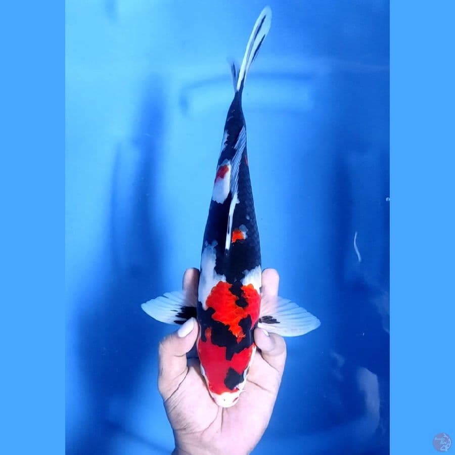 33CM # SHOWA ISTIMEWA - M
