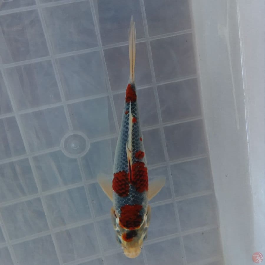 KURO GOSHIKI 15CM