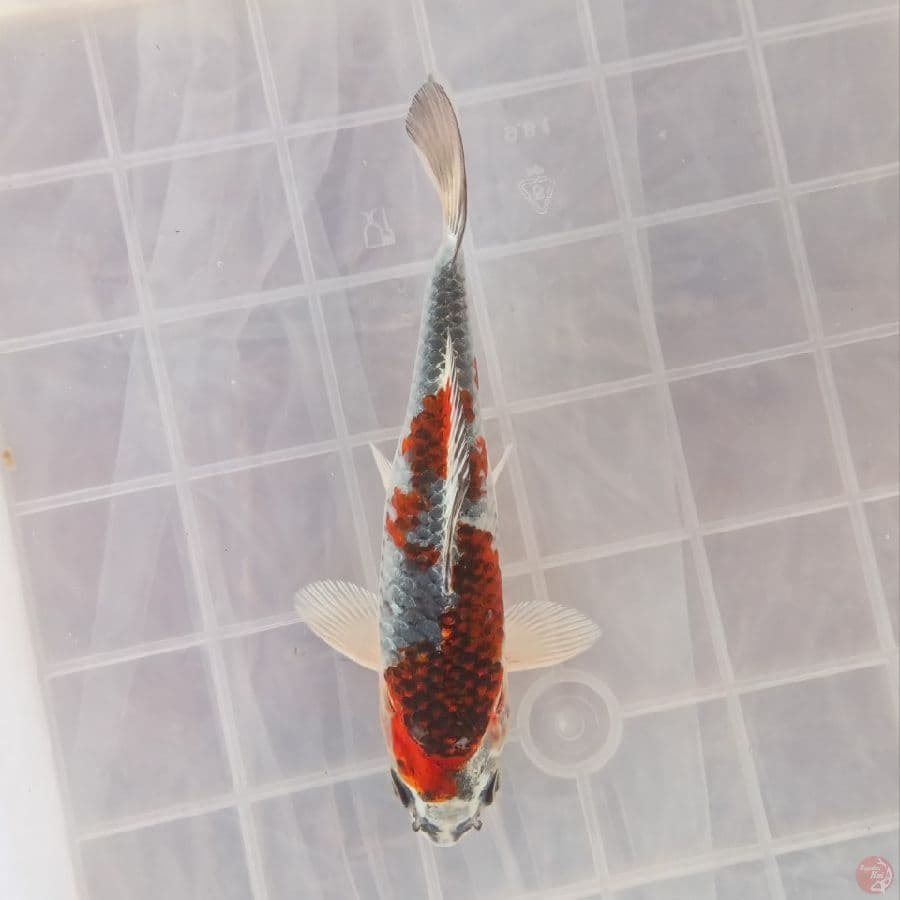 BENI GINGGA C 16CM
