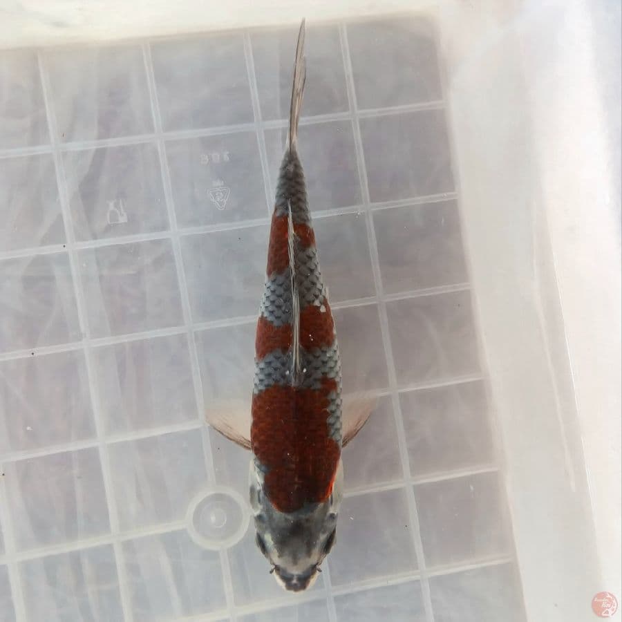 KOGANE OCHIBA 18CM