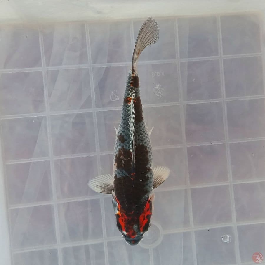 BENI GINGGA G 17CM