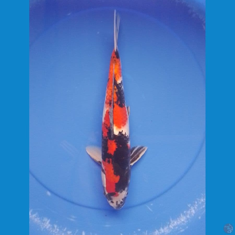 showa 37cm/male