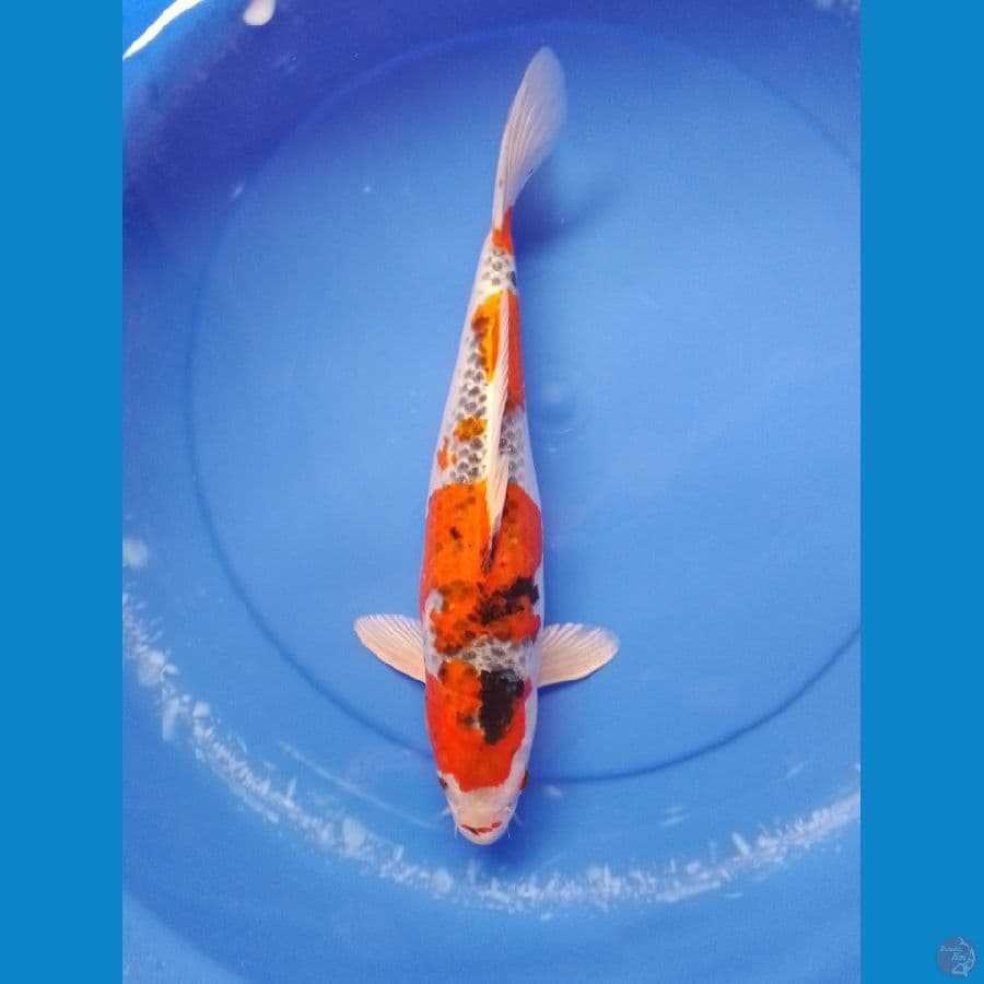 kujaku 38cm/female