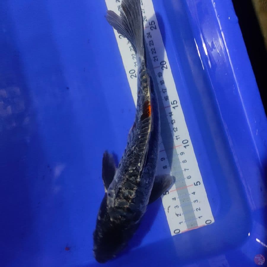 KIKOKURYU 29cm