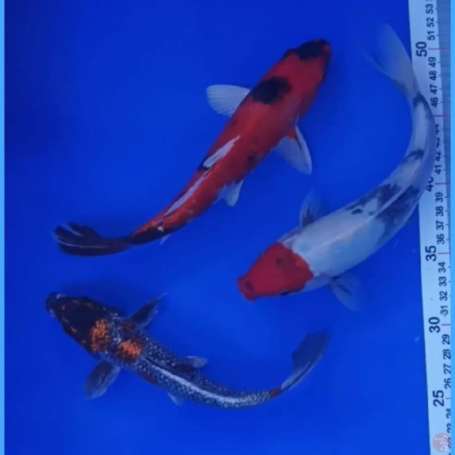 MIX 22,25 CM