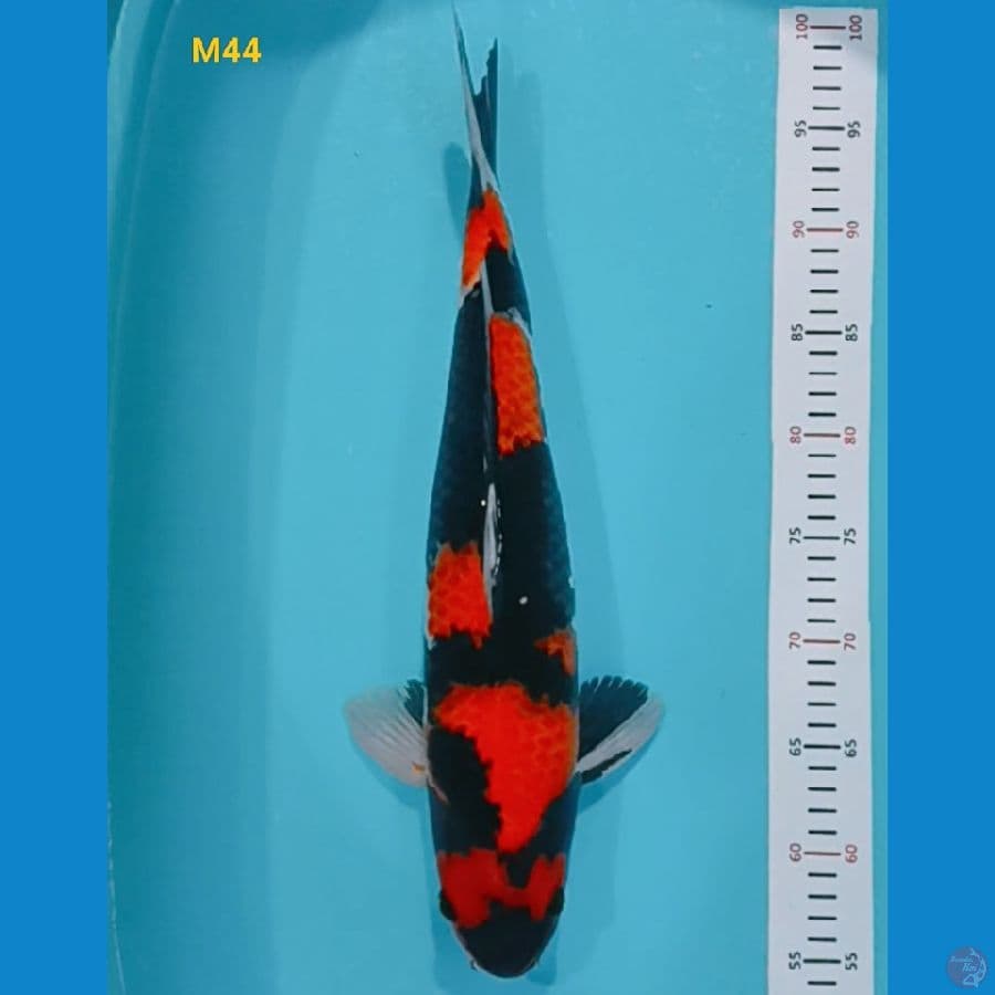 baby face male 44 cm