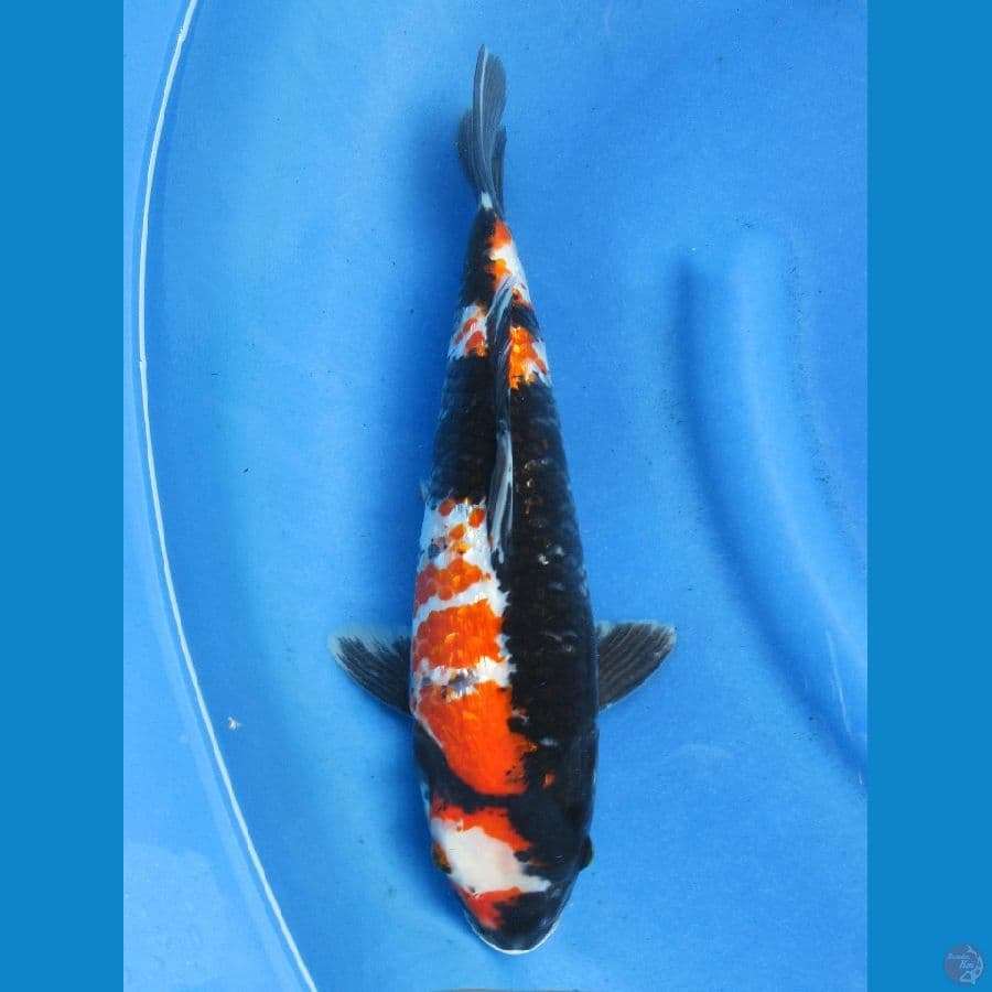 35cm , Male - Super Bulky Showa Ginrin