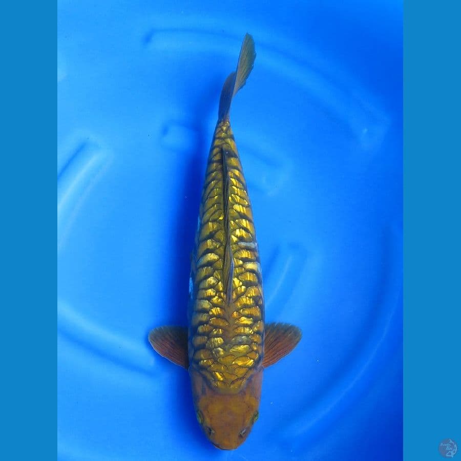 48cm , Jumbo Male - Aragoke No.bocor