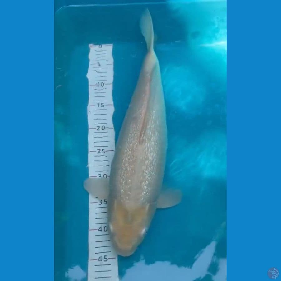 shiromuji ginrin 45 cm
