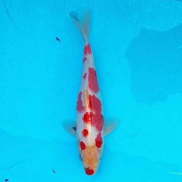 Showa