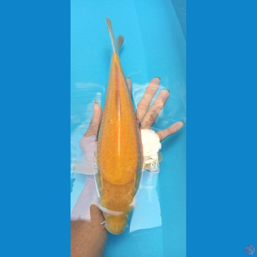 Karashi Karamel Breed Khusnul 32cm™