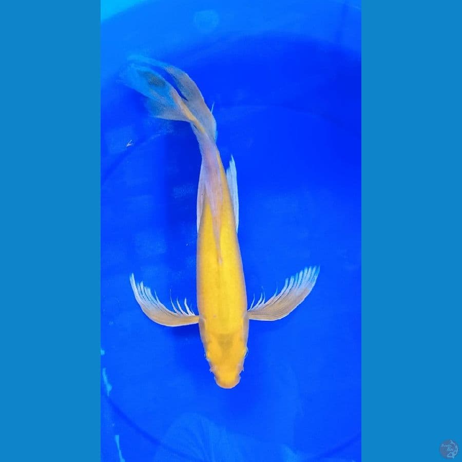 kumpay karasi 40 cm