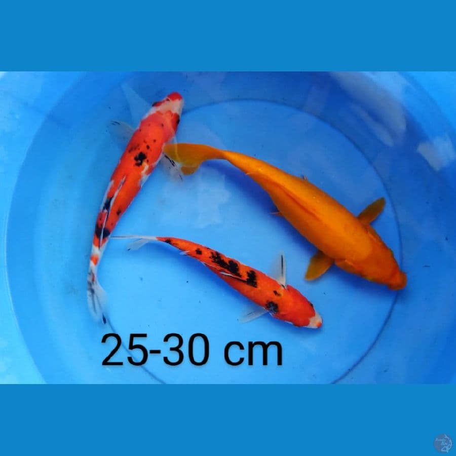 mix 3 ekor 25-30 cm