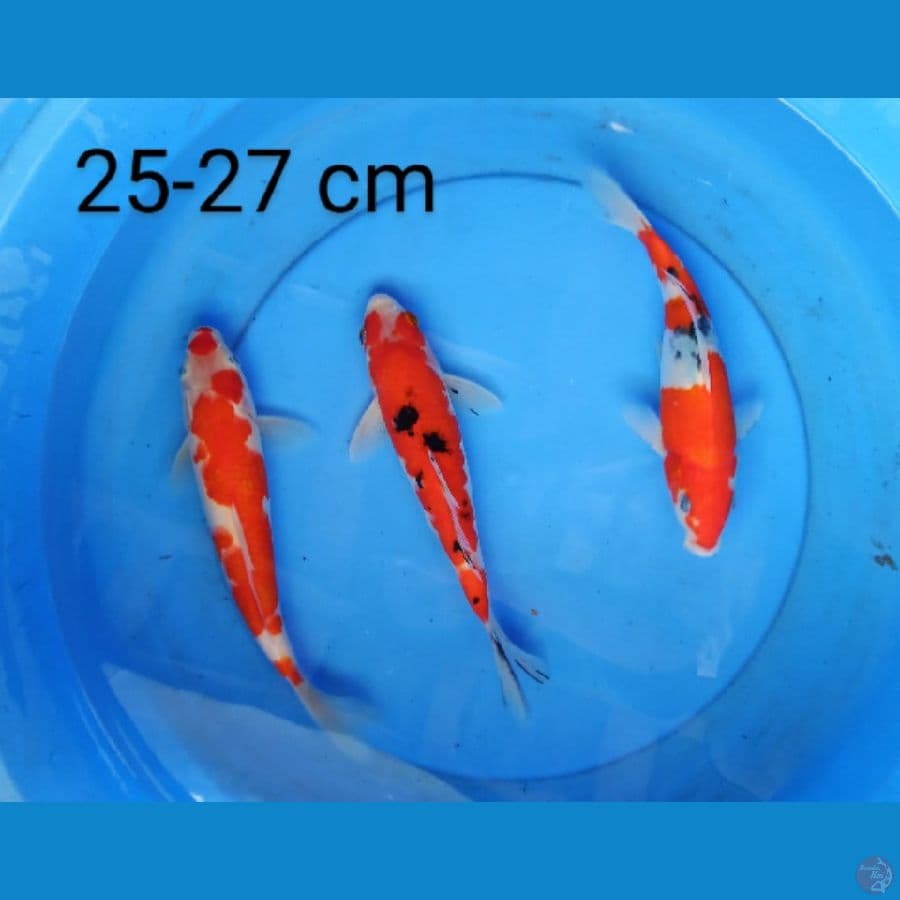 mix koi 25-27 cm