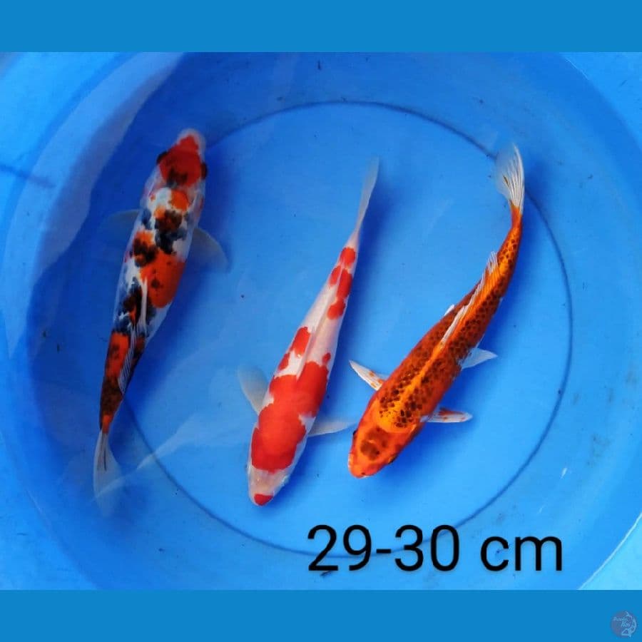 mix koi 29-30 cm