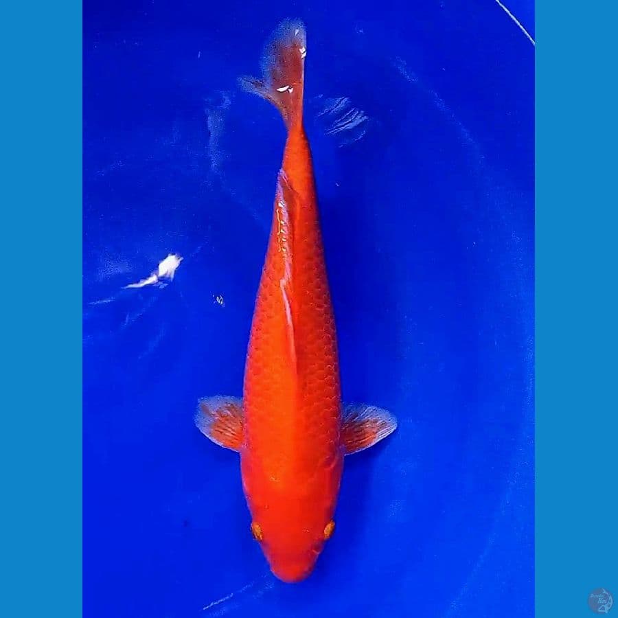 37 cm aka hajiro strong male