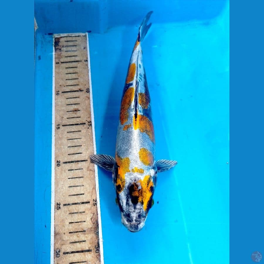 kiko 30 cm