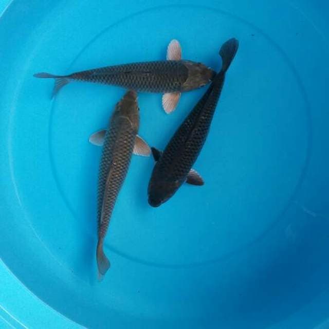 Mix saraghoi 3 ekor