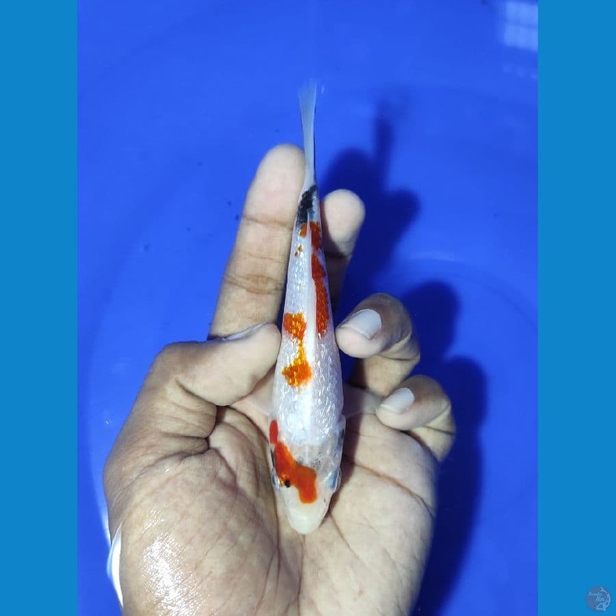 Tategoi Kinginrin A 13CM