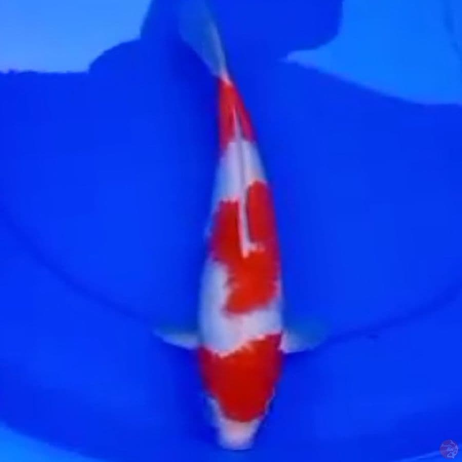 33cm KOHAKU SANSAN