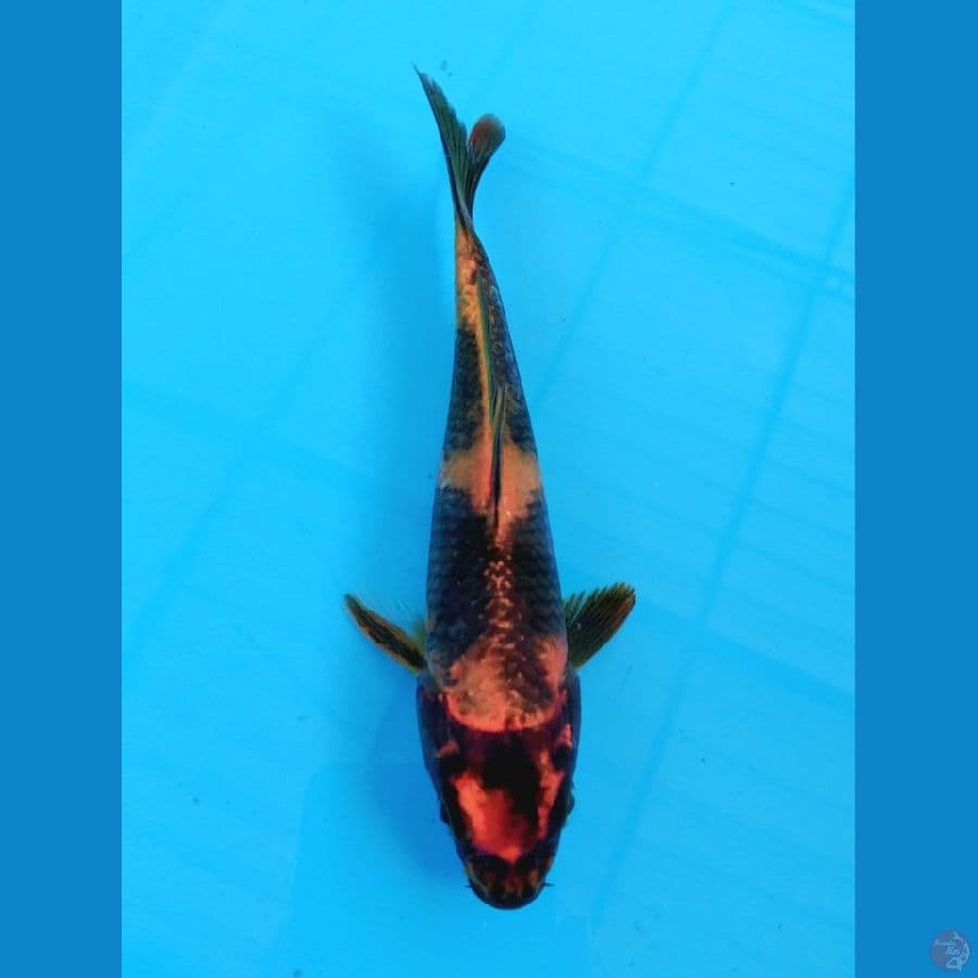 Hikari Utsurimono 20 Cm