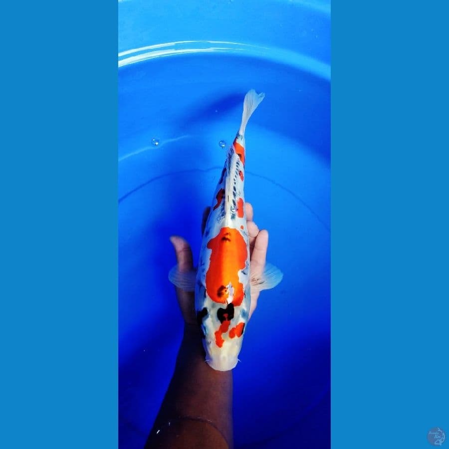 kiko 37 cm male