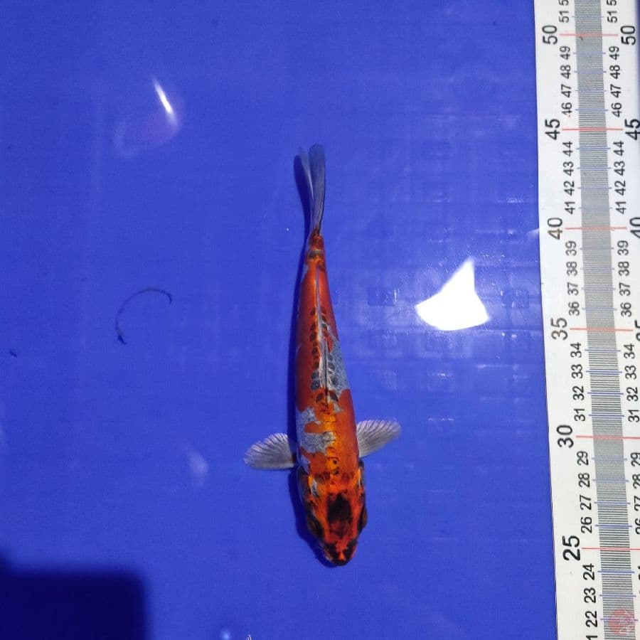 Kiko