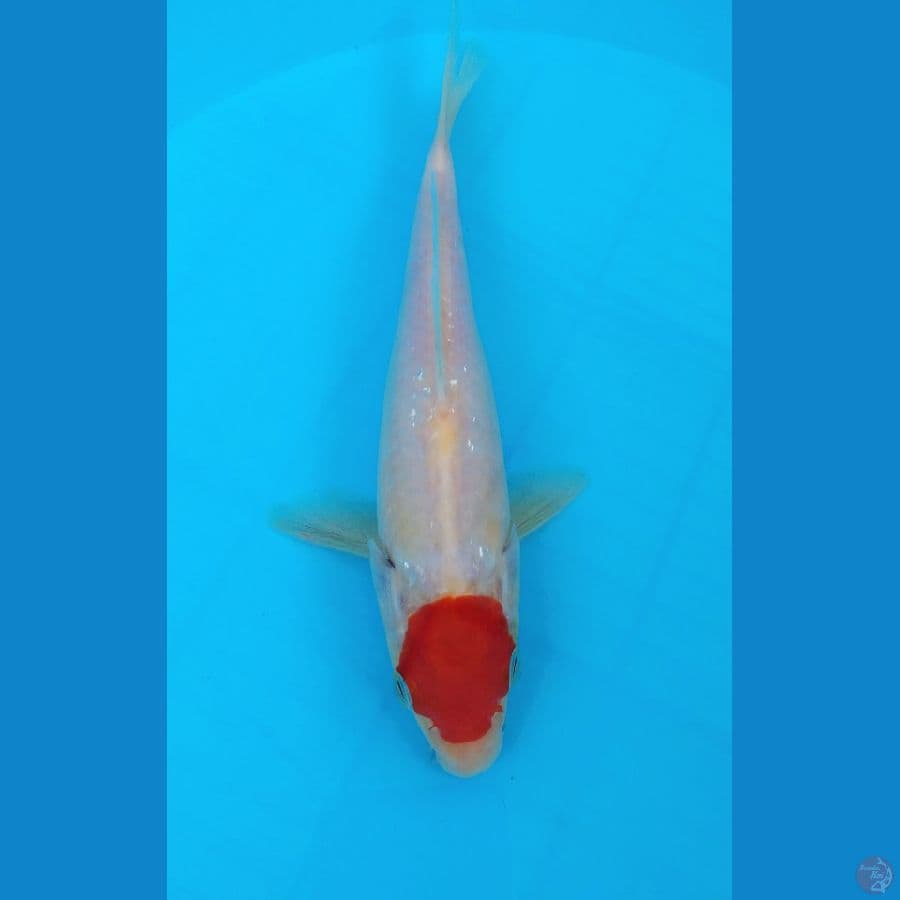 tanco kohaku