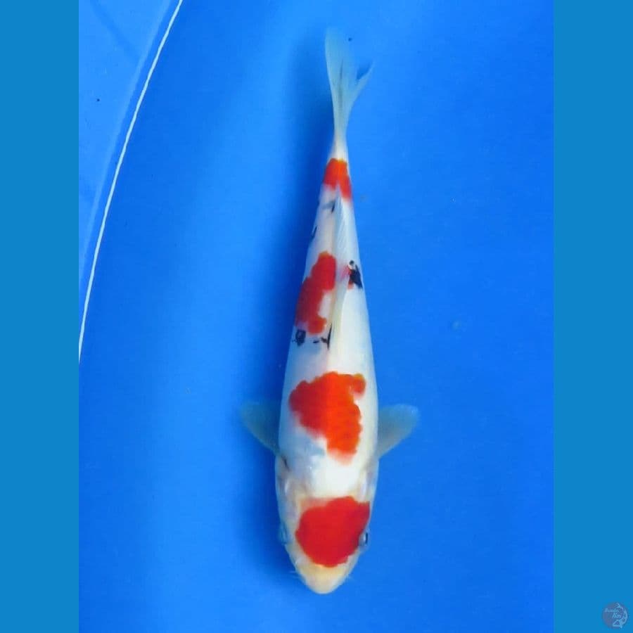 20cm - Sanke 4 step ori