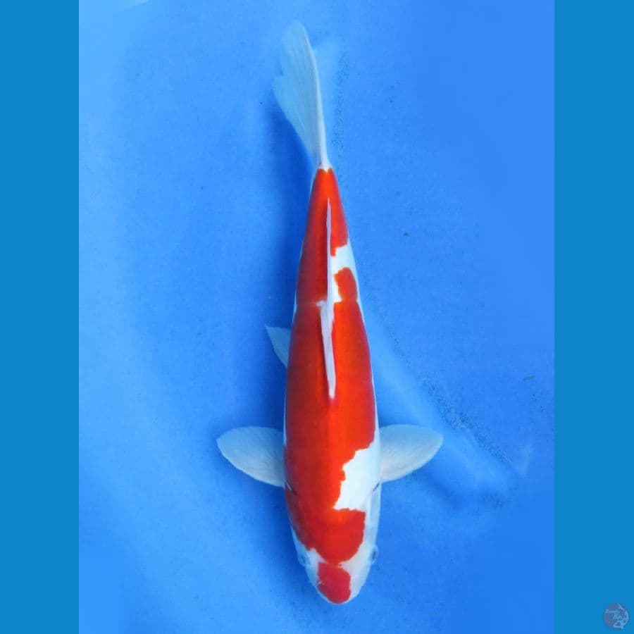 34cm - Kohaku Doitsu Murni