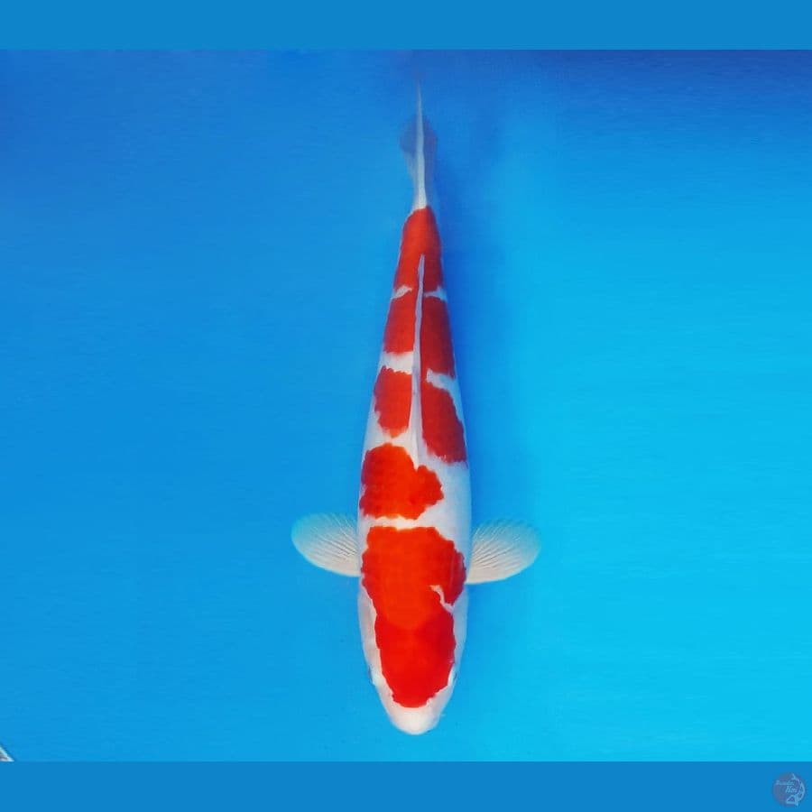 SATO NO ICHI 1 ~ Kohaku 37 cm/fm ™