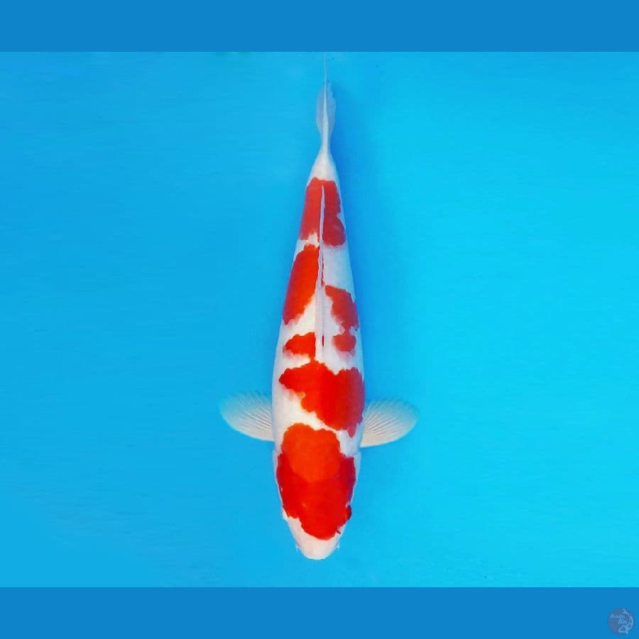 SATO NO ICHI 2 ~ Kohaku 40 cm/fm ™