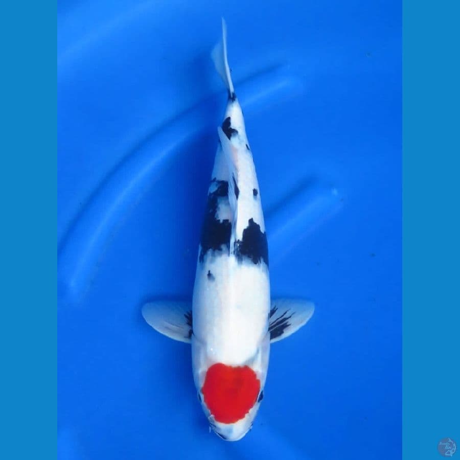 39cm - Putih Salju Ori
