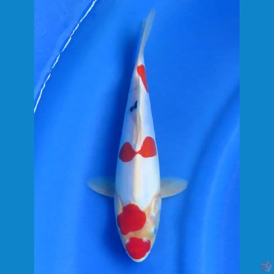 26cm - Evo Doitsu Murni