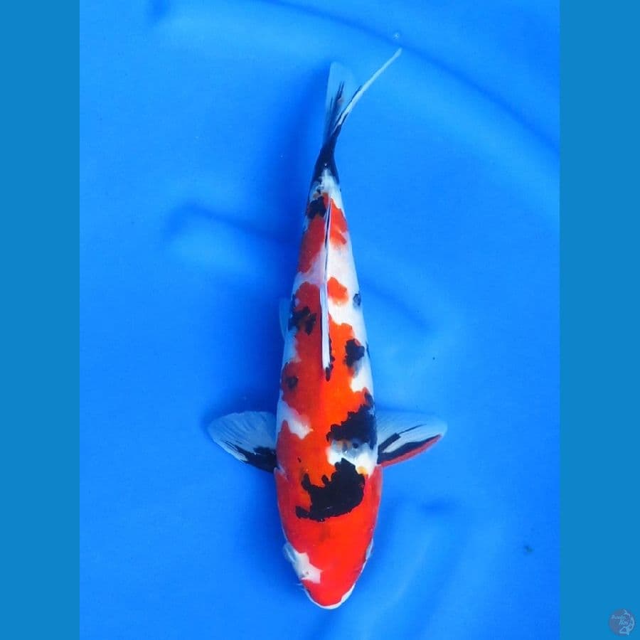 32cm - Super Merah Showa