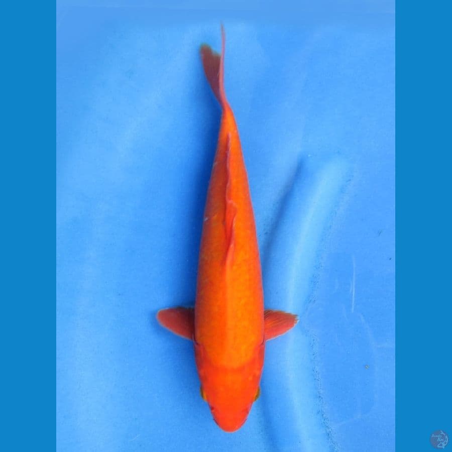 32cm - Benigoi Male
