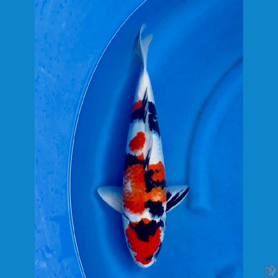 44cm , Male Jumbo Showa