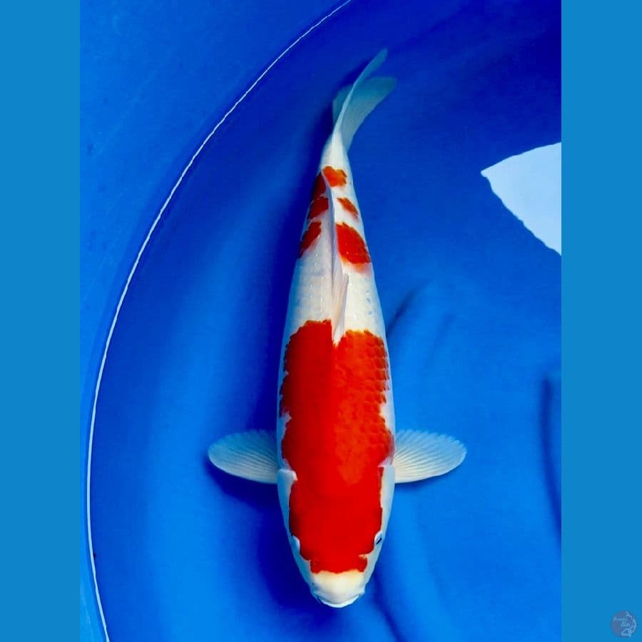 48cm , Jumbo Kohaku