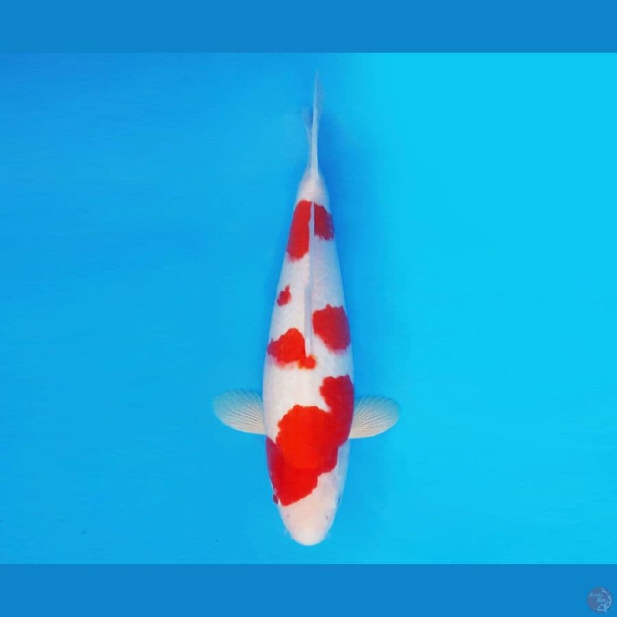 SATO NO ICHI 4 ~ Kohaku 32 cm/male ™