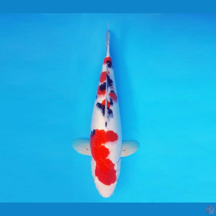 SATO NO ICHI 5 ~ Sanke 39 cm/male ™